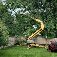 How Our Tree Care Process Works  in Smithfield, UT